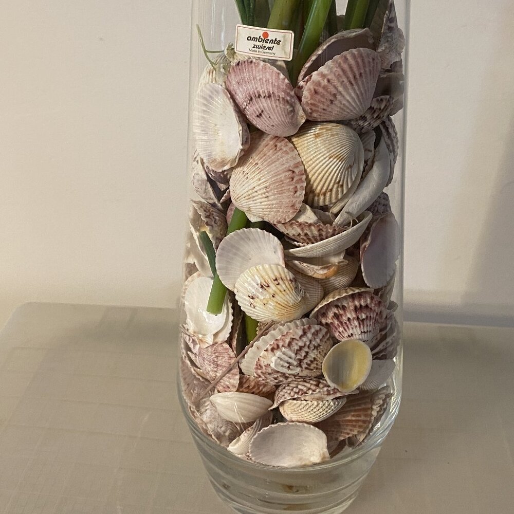 Seashell Symphony / Assortment - Picture 8 of 10